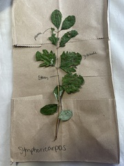 Symphoricarpos albus