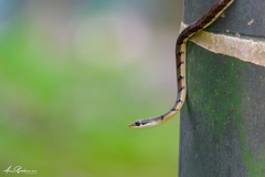 Dendrelaphis