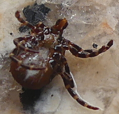 Hyalomma aegyptium