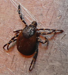 Hyalomma aegyptium