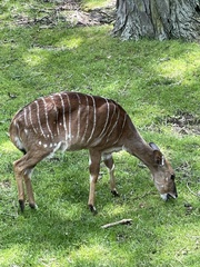 Tragelaphus