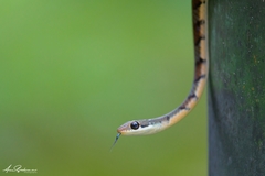 Dendrelaphis