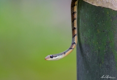 Dendrelaphis
