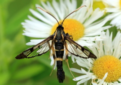 Synanthedon mesiaeformis