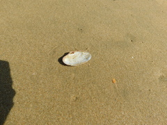 Paphia rotundata