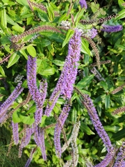 Veronica longifolia