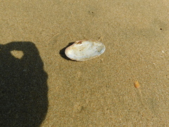 Paphia rotundata