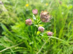 Astrantia major