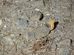 Coenonympha gardetta darwiniana