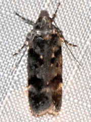 Chionodes obscurusella