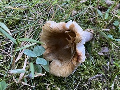 Russula amoenolens