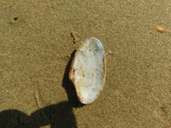 Paphia rotundata