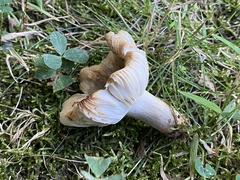 Russula amoenolens