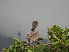 Pelecanus occidentalis