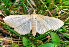 Mecyna submedialis