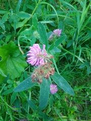 Trifolium medium