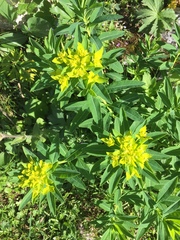 Euphorbia austriaca