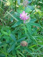 Trifolium medium