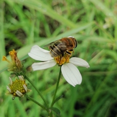 Palpada mexicana