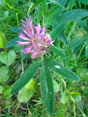 Trifolium medium