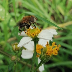 Palpada mexicana
