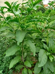 Phytolacca americana