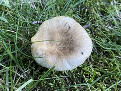 Russula amoenolens