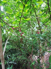 Erythroxylum brevipes