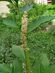 Phytolacca americana