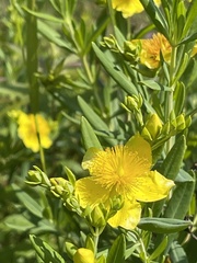 Hypericum kalmianum