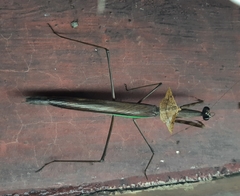 Striglininae