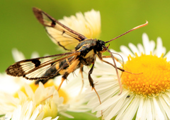 Synanthedon mesiaeformis