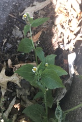 Galinsoga quadriradiata