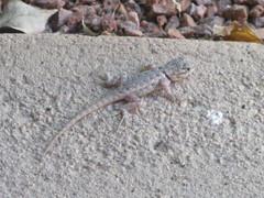Sceloporus magister