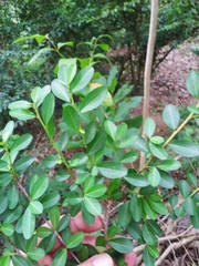Erythroxylum brevipes