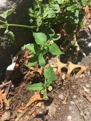 Galinsoga quadriradiata