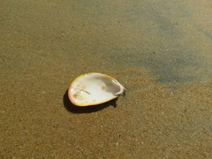 Acrosterigma attenuatum