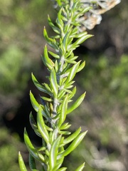 Metalasia umbelliformis