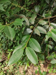 Camellia oleifera