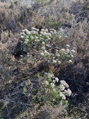 Metalasia umbelliformis