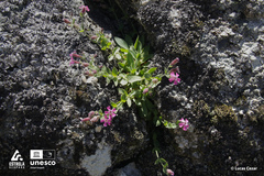 Silene acutifolia