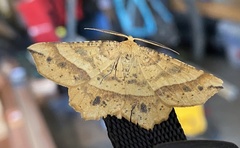 Euchlaena tigrinaria