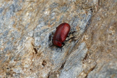 Oreina melancholica