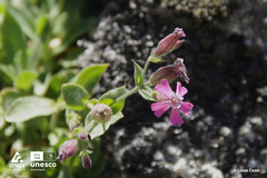 Silene acutifolia