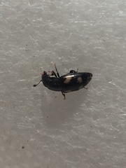 Glischrochilus quadrisignatus