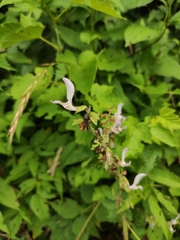 Salvia bowleyana