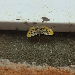 Pycnarmon alboflavalis