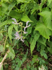 Salvia bowleyana