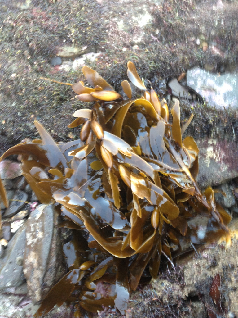 Feather Boa Kelp from fermin pt, ca on December 06, 2014 by noobslayer
