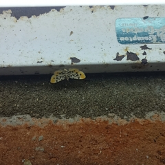 Pycnarmon alboflavalis